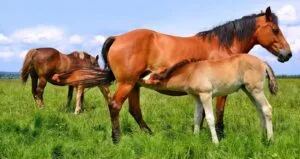 Lactoferrine in paardenmelk